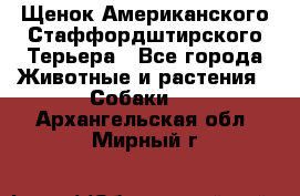 Щенок Американского Стаффордштирского Терьера - Все города Животные и растения » Собаки   . Архангельская обл.,Мирный г.